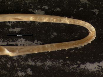 Media type: image;   Herpetology R-171408